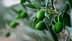 Close-up de azeitonas verdes crescendo em um galho de uma oliveira com folhas. - Olive Oil Times