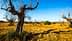A landscape featuring barren olive trees in a dry field under a clear blue sky. - Olive Oil Times