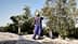 Man using a pole to harvest olives from a tree during an olive harvesting process. - Olive Oil Times