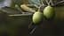 Duas azeitonas verdes penduradas em um galho com folhas de oliveira em um ambiente natural. - Olive Oil Times