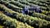 Machine de récolte des olives fonctionnant dans un bosquet d'oliviers pendant la saison de récolte. - Olive Oil Times