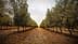 Rows of olive trees in a grove with a dirt path running through the center. - Olive Oil Times