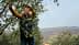 Man in a blue vest picking olives from an olive tree in a rural landscape. - Olive Oil Times
