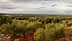 Amplia vista de un olivar con árboles y un cielo nublado al fondo. - Olive Oil Times