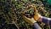 Hände mit Handschuhen halten eine Mischung aus grünen und schwarzen Oliven über einem Olivenhaufen auf dem Boden. - Olive Oil Times