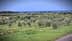 Un paesaggio caratterizzato da un uliveto con numerosi alberi di ulivo e una vista in lontananza sul mare. - Olive Oil Times