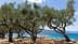 Olivenbäume mit verdrehten Stämmen wachsen in der Nähe einer blauen Küstenregion unter klarem Himmel. - Olive Oil Times