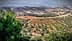 Aerial view of an olive grove with rows of olive trees on a hillside. - Olive Oil Times