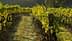 Hileras de vides verdes que crecen en postes de madera en un viñedo durante el día. Olive Oil Times