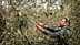 Individual using pruning shears to trim an olive tree in a garden setting. - Olive Oil Times