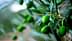 Primo piano di un ramo con olive verdi acerbe e foglie di ulivo. - Olive Oil Times