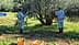 Due lavoratori raccolgono le olive da un ulivo in un frutteto. - Olive Oil Times