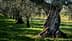 Vue rapprochée du tronc d'un olivier dans un verger avec de l'herbe verte. - Olive Oil Times