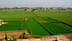 Expansive green agricultural fields with varying shades of crops in a rural landscape. - Olive Oil Times