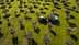 Aerial view of a tractor working in an olive grove with trees and shadows on the ground. - Olive Oil Times