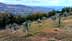 A hillside with young olive trees planted in rows, surrounded by greenery and distant mountains. - Olive Oil Times