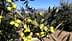 Un ramo di un ulivo con grappoli di olive verdi e foglie contro un cielo azzurro. - Olive Oil Times