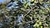 Close-up of an olive tree branch featuring clusters of green olives among leaves. - Olive Oil Times