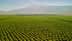 Aerial view of extensive green agricultural fields with a mountain in the background. - Olive Oil Times