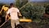 Man using a stick to harvest olives from a tree with machinery in the background. - Olive Oil Times