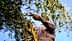 Personne récoltant des olives sur un arbre à l'aide d'une échelle dans un cadre extérieur. - Olive Oil Times