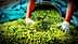 戴着手套的人将绿橄榄从大容器中采摘到绿色防水布上。 - Olive Oil Times