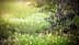 Olive tree branch with green olives and blurred background of grass and flowers. - Olive Oil Times