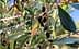 Close-up of an olive tree branch featuring green leaves and dark olives. - Olive Oil Times