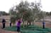 Des enfants utilisent des perches pour récolter les olives d'un olivier tout en se tenant debout sur un filet vert. Olive Oil Times