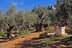 Oliviers aux troncs noueux dans le jardin de Gethsémani, avec un monument en pierre. - Olive Oil Times