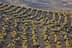Aerial view of neatly arranged olive trees in rows on a hillside. - Olive Oil Times