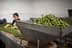 Ein großer Behälter gefüllt mit frisch geernteten grünen Oliven in einer Verarbeitungsanlage. - Olive Oil Times