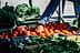 Una mano que busca tomates rojos maduros en un puesto de mercado lleno de verduras frescas. Olive Oil Times