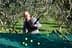 Un uomo che usa un lungo palo per raccogliere le olive dagli alberi in un uliveto. - Olive Oil Times