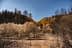 Oliviers brûlés avec des branches calcinées et un paysage aride à Olympie, en Grèce. - Olive Oil Times