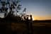 Silhouettes of two individuals standing by an olive tree during sunset with a clear sky. - Olive Oil Times