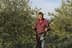 Man wearing a checkered shirt holding an olive harvesting tool in an olive grove. - Olive Oil Times