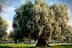 A large olive tree with a thick trunk and dense foliage in a green field. - Olive Oil Times