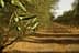 Close-up of an olive tree branch featuring green olives and leaves in a blurred orchard background. - Olive Oil Times