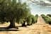 Row of olive trees in a field with dry soil and distant hills under a cloudy sky. - Olive Oil Times