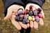Two hands holding a variety of olives in different colors and sizes. - Olive Oil Times