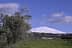 Mount Etna covered in snow with an olive tree in the foreground under a blue sky. - Olive Oil Times