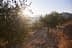 Gün batımında yaprakların arasından güneş ışığının süzüldüğü bir yamaçtaki zeytin ağaçları. - Olive Oil Times