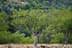 An olive tree with green leaves and a twisting trunk in a natural setting. - Olive Oil Times
