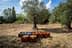 Caixas de plástico coloridas cheias de azeitonas colhidas colocadas sob oliveiras em um campo. - Olive Oil Times