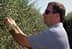 Hombre con gafas de sol recogiendo aceitunas de un olivo en un campo. - Olive Oil Times