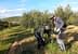 Two individuals harvesting olives from trees in an orchard during daylight. - Olive Oil Times