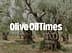 オリーブ畑の中にある、節くれだった幹を持つ古代のオリーブの木。 - Olive Oil Times