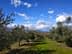 A row of olive trees in a grove under a blue sky with clouds. - Olive Oil Times