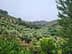 Oliveraie luxuriante avec des rangées d'oliviers sur des collines vallonnées sous un ciel nuageux. - Olive Oil Times